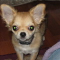 honden foto haha onze chihuahua 