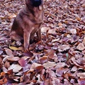 honden foto 