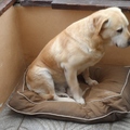honden foto ik wil ook nog eens op het deken, past best en ligt lekker, of dachten jullie dat mijn broer Darco dit alleen deed, mijn vrouwke dacht van wel, dus vandaar hier het bewijs, ik doe dat ook!!