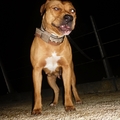 honden foto 