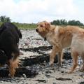 honden foto 