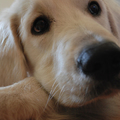 honden foto 