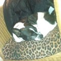 honden foto 