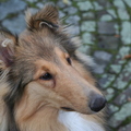 honden foto Lief kijken Rivka @ 31 weken