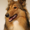 honden foto Binnen fotoshoot @ 32 weken