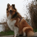 honden foto Op het bankje zitten @ 33 weken