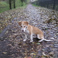 honden foto Boef