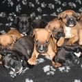 honden foto De broertjes en zusjes van Danger.