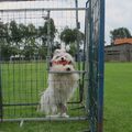 honden foto Dino@Belgische GH