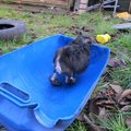 honden foto Wolfke 8 weken