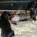honden foto 