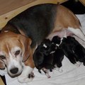 honden foto 