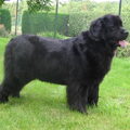 honden foto 