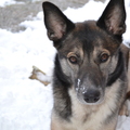 honden foto heerlijk in de sneeuw 6-12-12