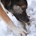 honden foto heerlijk in de sneeuw 6-12-12