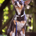 honden foto 