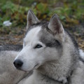 honden foto 