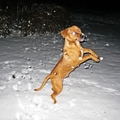 honden foto 