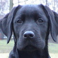 honden foto Michael Rikema Choice (04-10-2001) enkele maanden oud (al weer veel te lang geleden).