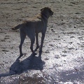 honden foto 