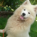 honden foto 