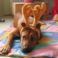 honden foto pfff, goed, ik accepteer dit ding op mijn harses omdat ik de kracht niet meer heb om er tegen in te gaan