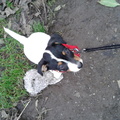 honden foto 