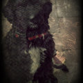 honden foto 