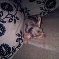 honden foto onze hummer ! <3 
