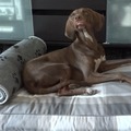 honden foto Hihi, hier kreeg ik een héle lange bullenpees voor mijn neus. Ik wist alleen niet zo goed wat ik ermee moest, veel te groot :-p