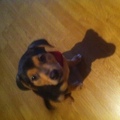 honden foto Dit is Miyo! kruising Duitse Pincher en een Boerenfox
