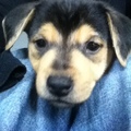 honden foto Miyo als kleine pup van 7 weken