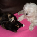 honden foto Chicka en Luna