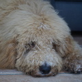 honden foto 