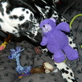honden foto 