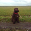 honden foto 