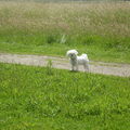 honden foto CHICKA