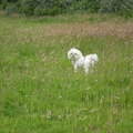 honden foto CHICKA