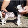 honden foto Fundoklia-völgyi Kaszanics Dee-Dee (hairless bitch)