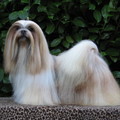 honden foto dit is mi-amor zaynah