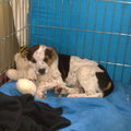 honden foto 