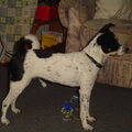honden foto 