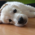 honden foto 