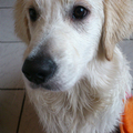 honden foto 