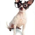 honden foto 