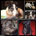 honden foto Jimmy en Sjenna als pupsels en volwassen.