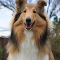 honden foto Altijd vrolijk @ 35 weken