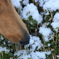 honden foto Rivka's eerste sneeuw @ 36 weken