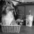 honden foto Hoezo te klein voor deze mand? @ 40 weken