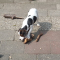 honden foto dit is onze grote kleine mannetje heeft een hele hechte band met het baasje en is nu rakker er niet meer is buiten regelmatig dat hij naar allles blaft en er op af wil. 